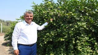 Limon üreticisine AKP'den ihracat darbesi