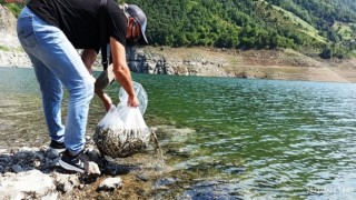 Samsun’da Su Kaynaklarına Rekor Düzeyde (1.600.000 Adet) Sazan Balığı Yavrusu Bırakıldı