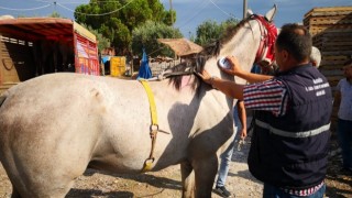 Atlar Kayıt Altına Alınıp Kimlik Belgesi Düzenleniyor