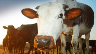 Brezilya’da deli dana paniği: Çin et ithalatını durdurdu