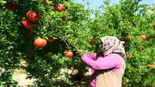 Denizli’de Turfanda Nar Hasadı Başladı