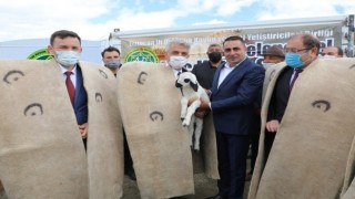 Erzincan’da İkinci Geleneksel Koç Katım Şenliği Düzenlendi