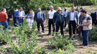 İl Müdürü Parıldar İl Genel Meclisi Üyelerine Meyvecilik Projelerini Gezdirdi