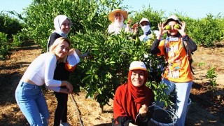 Mandalinalar ihtiyaç sahipleri için hasat edildi