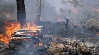 Marmaris Balı İçin Kurtuluş Planı