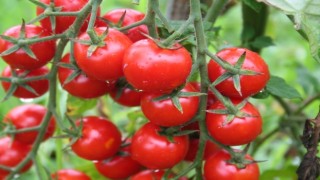 Rusya’nın Türk domatesi ve biberine güveni tam