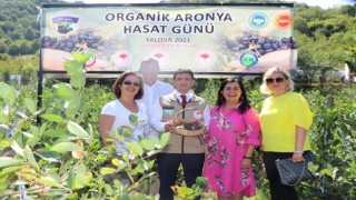 Şenköy’de İlk Organik Aronya Hasadı Tarla Günü Yapıldı