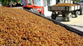 TMO: Kuru üzüm alım miktarı 50 bin tona ulaştı