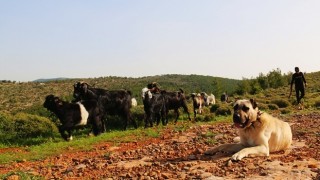 Tüm et ve süt ürünleri aynı değil!