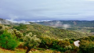 Zeytin Ağaçları Davayı Kazandı