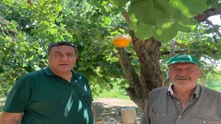 Gürer: “Akdeniz Meyve Sineği büyük zarar veriyor”