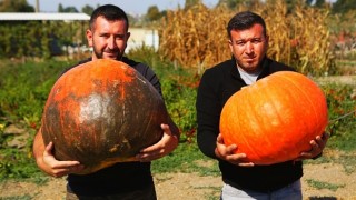 Kent Bostanları’nda kabakların görsel şöleni