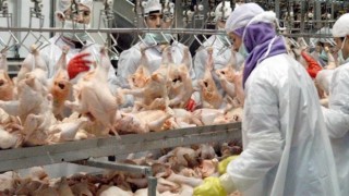 Tavuk Üretimi Bir Önceki Yılın Aynı Ayına Göre Yüzde 23 Arttı