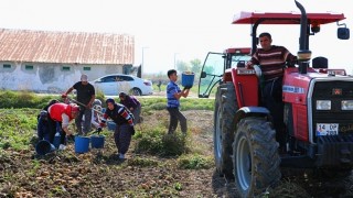 Yerli Patates Niğşah Verimiyle Üreticisini Güldürüyor