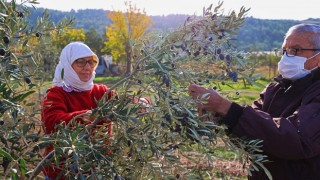 Buca’nın zeytinliklerinden öğrencilere burs