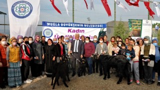 Büyükşehir’den Ula’lı Kadın Üreticilere Kıl Keçisi Desteği