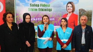 İzmit Belediyesi Tarımsal Kalkınma Hamlesine Salep Fidesiyle Devam Etti
