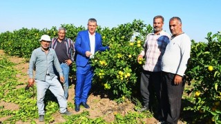 Limon üreticisi 50 kuruşa ürününü satamıyor