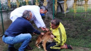 Sahipli Kedi Ve Köpeklere Pasaport Veriliyor