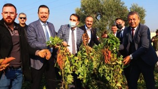 Tatlı Patates İzmir’in Ürün Desenine Eklendi