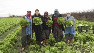 Aydın Büyükşehir Belediyesi Çiftçilere Alım Desteğini Sürdürüyor