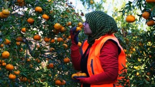 Bodrum Mandalinası Migros’un Desteği İle Tüm Türkiye’de