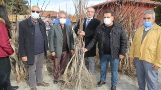 Çameli Belediyesi’nden Ücretsiz Fidan Dağıtımı