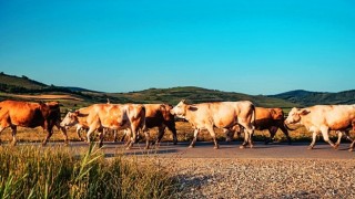 Hayvancılık Destekleme Tebliği Yayımlandı