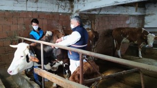 Bolu’da Şap Aşılamaları Tamamlandı