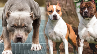 En çok tehlike arz eden köpek ırkı İstanbul’da kayıt altına alındı