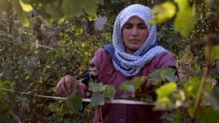 FAO-Türkiye Ortaklığı tarımda “kimseyi geride bırakmamaya” kararlı