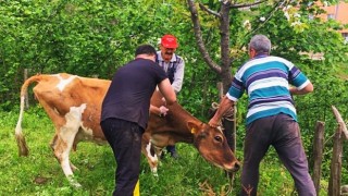 İlkbahar Dönemi Aşılama Kampanyaları Başlıyor