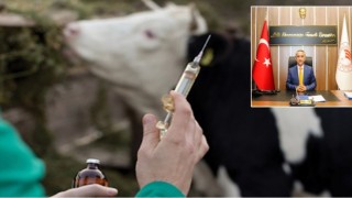 Samsun’da Sığırların Lsd- Çiçek Aşılama Programı Başladı