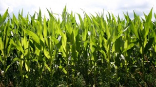 Tarım ÜFE yıllık yüzde 36,39 oranında arttı
