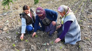 Tarsus Belediyesi’nin Çiftçilere Ücretsiz Dağıttığı Fideler Meyve Vermeye Başladı