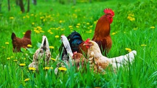 Tavuk Eti Üretimi Yüzde 16,1 Arttı