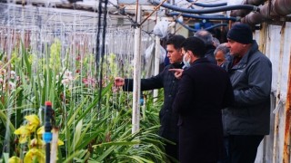 “Çiçek Şehri” Yalova'da Kesme Orkideler “Sevgililer Günü”ne Hazırlanıyor