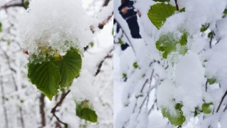 Fındıkta Tarım Sigortası İçin Son İki Hafta