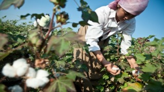 Türkmenistan’da pamuk üretimini ve mekanizasyonu geliştirmek için ekipler güçlerini birleştiriyor
