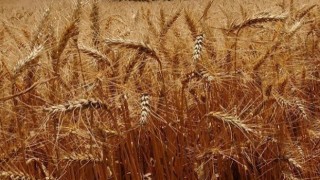 Buğday ithalatının maliyetinde büyük artış