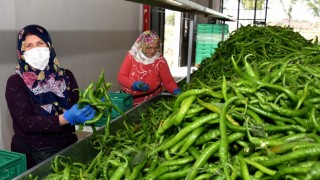 Migros Yenişehirli Üreticilerden 4 Bin Ton Ürün Alımı Yapacak