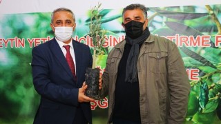 Samsun’da Üreticilere Zeytin Fidanı Dağıtımı Yapıldı