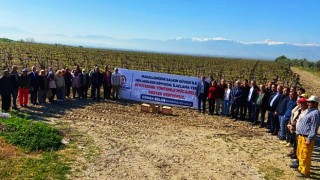 Denizli’de Bağlarda Salkım Güvesine Karşı Biyoteknik Mücadele Alanları Artıyor