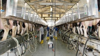 İçme sütü üretimi yüzde 7,6 azaldı