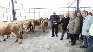 Ordu’da Çiftçilere 300 Adet Jersey Irkı İnek Dağıtıldı