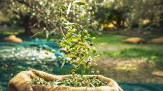 Sofralık zeytin ihracatı 100 bin tona koşuyor