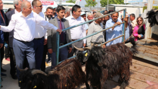 200 Aileye 400 Damızlık Koç ve Teke Hibe Edildi