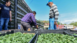 Başkent’te Yerli Üreticiye Destek Devam Ediyor