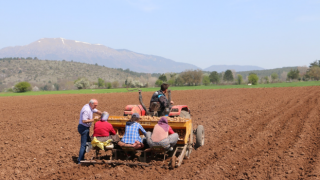 Bolu’nun Şahı Patates Toprağa Dikilmeye Devam Ediyor