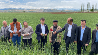 Milletvekili Tutdere: Dolu Afetinden Dolayı Fıstık Ağaçlarında Dal, Buğdaylarda Başak Kalmadı